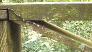 Hammerhead flatworm in Malaysia [upl. by Reece]