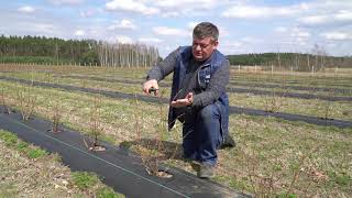 Cięcie borówki – młoda plantacja [upl. by Leland]