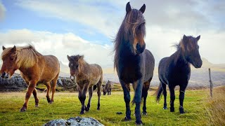 1 HOUR of AMAZING HORSES From Around the World  Best Relax Music Meditation Stress Relief Calm [upl. by Corvese]