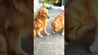 The meaning of dogs love ❣️😘dog doglove doglover trendingshorts animals trending puppy [upl. by Ashla]