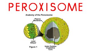 Peroxisomes  structure and function of peroxisomes [upl. by Initirb]