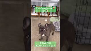 Thor’s Recovery After BOAS Laser Surgery [upl. by Neelra725]