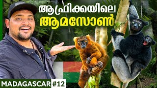 EP12🇲🇬 ചലിക്കുന്ന മരങ്ങൾ ഉള്ള ആഫ്രിക്കയിലെ Amazon🇲🇬  Madagascar  Wildlife  Africa [upl. by Niwred]