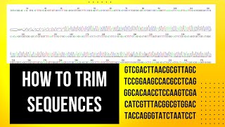 How to Edit Forward and Reverse DNA Sequence Quality Trimming through BioeditDrZahidMumtaz [upl. by Crudden]