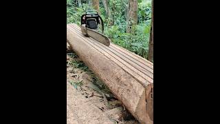 Chainsaw beautiful board size cutting skill chainsaw woodworking shortvideo [upl. by Warms]