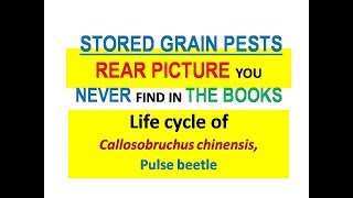 Life cycle of pulse beetle Callosobruchus chinensis [upl. by Robena]