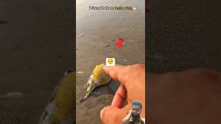 fishing ocean dog balloonfish beach pufferfish pets fish music artist [upl. by Hebrew33]