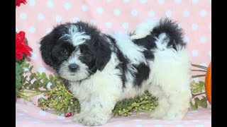 Shichon Puppies for Sale [upl. by Kafka]