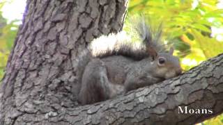 Eastern Gray Squirrel Alarm Calls [upl. by Nyleve]