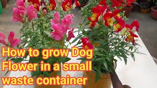 How to grow Dog Flower Plants in a small waste container  Dog flower  Antirrhinum  Snap dragon [upl. by Elitnahc]