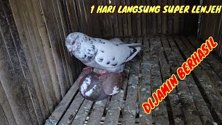 MELENJEHKAN MERPATI BETINA CUMA 1 HARILANGSUNG LENJEH DAN MINTA KAWIN [upl. by Hamrnand]