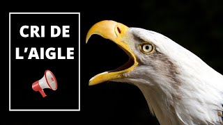 Cri de laigle  Aigle qui glatit  🦅 Cry of the eagle  Eagle sounds 🔊 [upl. by Fernas]