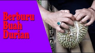 Berburu Durian ke BADUY Lebak Banten [upl. by Sedrul]