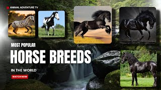 Top 10 Most Popular Horse Breeds in the World [upl. by Zennas]