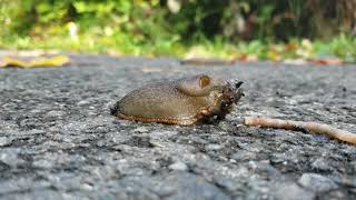 Slug eating worm timelapse [upl. by Raskin539]