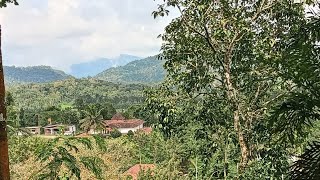 2 ACRES OF COFFEE PLANTATION RECORDS 75 CENTS FOR SALE IN COORG ₹ 30 LAKHS ONLY CALL 94838 75313 [upl. by Siravaj956]