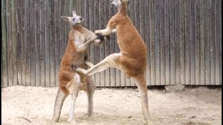 Kangaroos Fighting Kangaroo Battles [upl. by Eirolav]