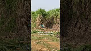 Sugarcane variety copb95 riarsugarcanefarm [upl. by Yrred]