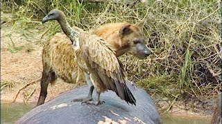 VULTURE ALERT Crocodile Ambush at African Rivers Edge [upl. by Suedama]