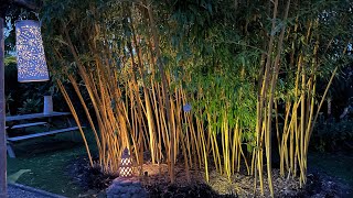 Phyllostachys vivax aureocaulis 16 days timelapse growth rate [upl. by Elleirda]