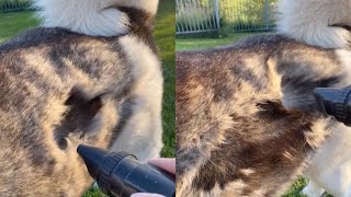 Owner Hoovers Dogs Fur During Shedding Season [upl. by Htidra911]