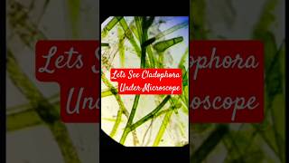 Lets See Cladophora under microscope [upl. by Nnyltiac978]