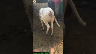 bachri for sale yaseen memon cattlefarm season2025 shorts reelsviral karachi Pakistan [upl. by Shantee]