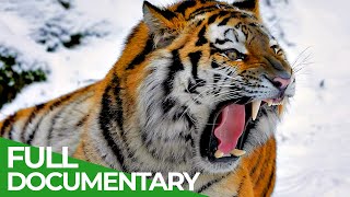 Wildlife  Episode 1 Tiger Lion Leopard amp Jaguar  The Four Big Cats  Free Documentary Nature [upl. by Hafital]