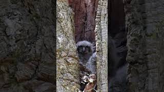 Great Horned Owl Family owls owlsounds [upl. by Erapsag]