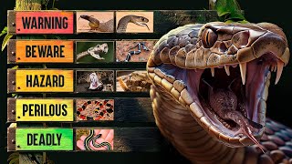 The Deadliest Snakes in the World [upl. by Analed]