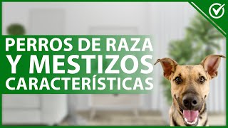 🐶 ¿Entre los PERROS de raza y los mestizos cuál deberías elegir  Características 🐾🐶 [upl. by Inman]