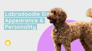 Labradoodle Size Appearance and Personality [upl. by Jevon]