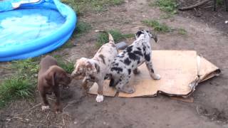 Catahoula Pups 6 weeks [upl. by Ario]