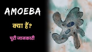 What is Amoeba with Full Information – Hindi – Quick Support [upl. by Eseilenna]