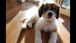 We bought a PUPPY A Cavoodle puppy [upl. by Guadalupe]