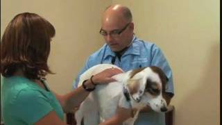 The Importance of a Yearly Physical Exam for your Dog [upl. by Suirtemid]