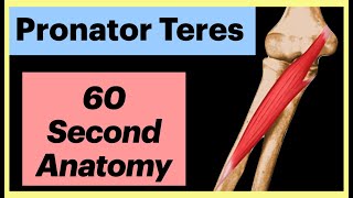 Pronator Teres 60 second Anatomy Shorts Anatomy MedicalStudent [upl. by Gino]