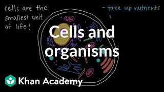 Cells and Organisms  Middle school biology  Khan Academy [upl. by Kentiggerma]