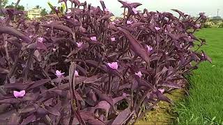 Tradescantia pallida Rose DRHunt  Purple Queen [upl. by Porett]