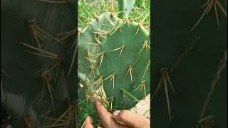 Phylloclade in opuntia [upl. by Oeflein]