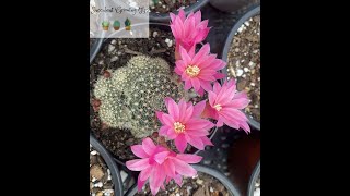 Rebutia Pink Sensation Quick Overview amp Care Tips [upl. by Revned]