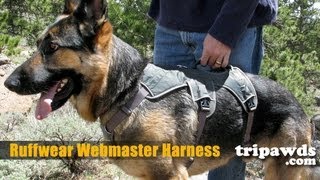 Ruffwear Web Master Dog Support Harness Demo [upl. by Preston54]