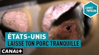 ÉtatsUnis  Laisse ton porc tranquille  LEffet Papillon [upl. by Tiossem]