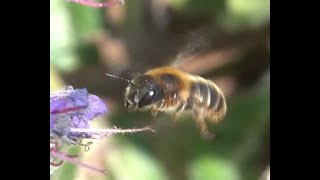 Gouden slakkenhuisbij Osmia aurulenta vrouwtje [upl. by Neelrihs211]