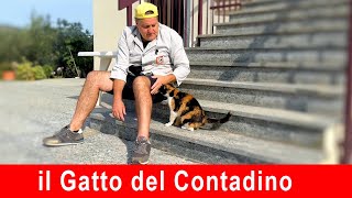 il gatto del contadino [upl. by Oiramat95]