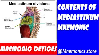 The contents of mediastinums and their mnemonics [upl. by Eimareg]