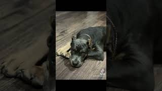 freefire corsopups doglover canecorsoitaliano corsolove dogowner puppy corso americanbully [upl. by Tutto]