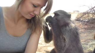 Being groomed by Shauna the baboon [upl. by Ltihcox]