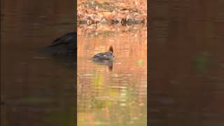 Common Merganser Catch fish 🐠 birds wildlife nature [upl. by Nahtanaoj]