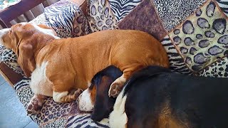 Basset Hounds Sleeping Adorable Snoring Fest [upl. by Shane565]